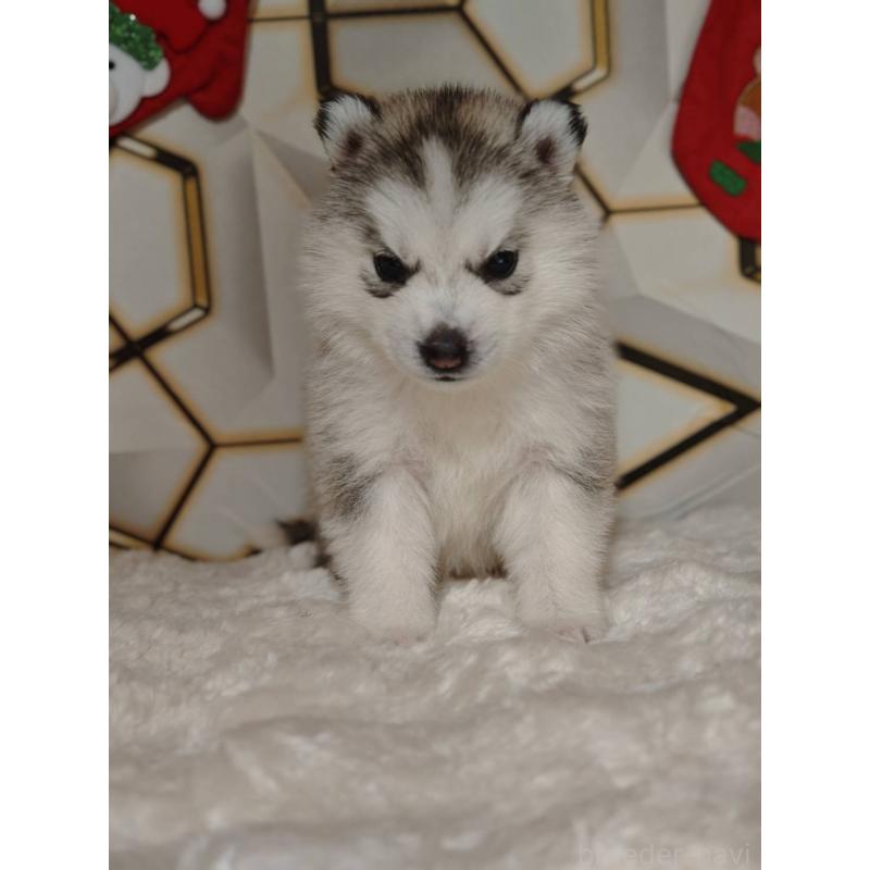 販売中の静岡県のシベリアンハスキー-454164の3枚目