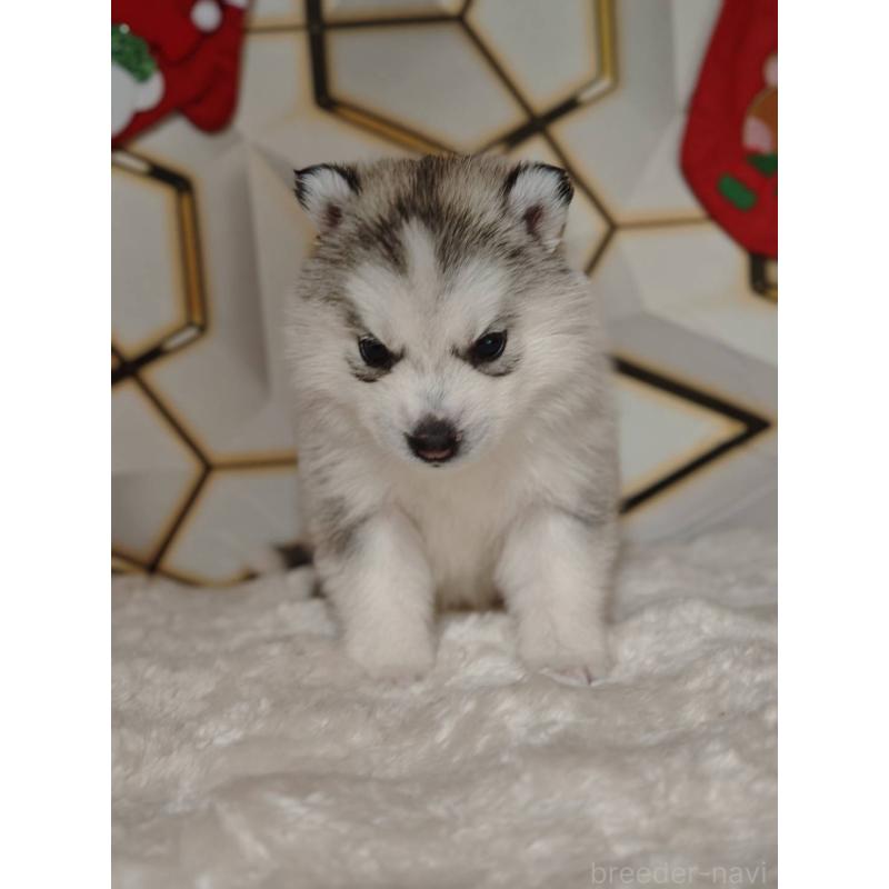 販売中の静岡県のシベリアンハスキー-454164の2枚目