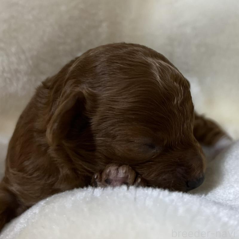 販売中の福岡県のタイニープードル-454166の17枚目