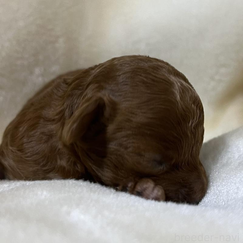 販売中の福岡県のタイニープードル-454166の16枚目