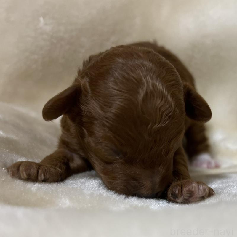 販売中の福岡県のタイニープードル-454166の15枚目