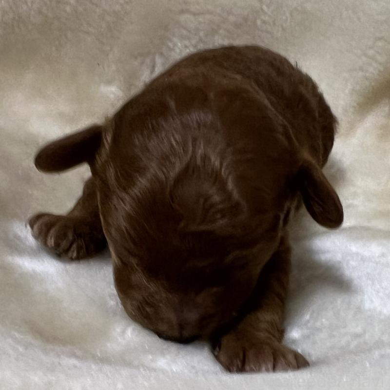 販売中の福岡県のタイニープードル-454166の12枚目