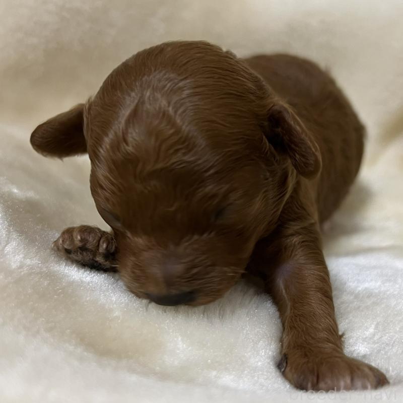 販売中の福岡県のタイニープードル-454166の11枚目