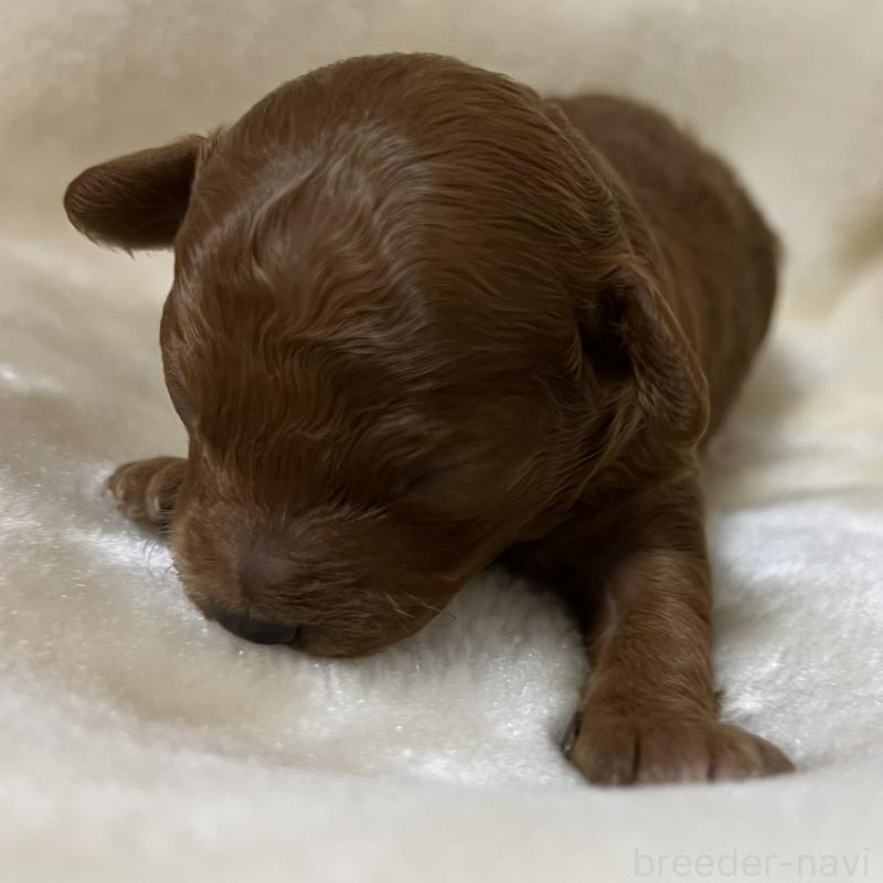 販売中の福岡県のタイニープードル-454166の9枚目