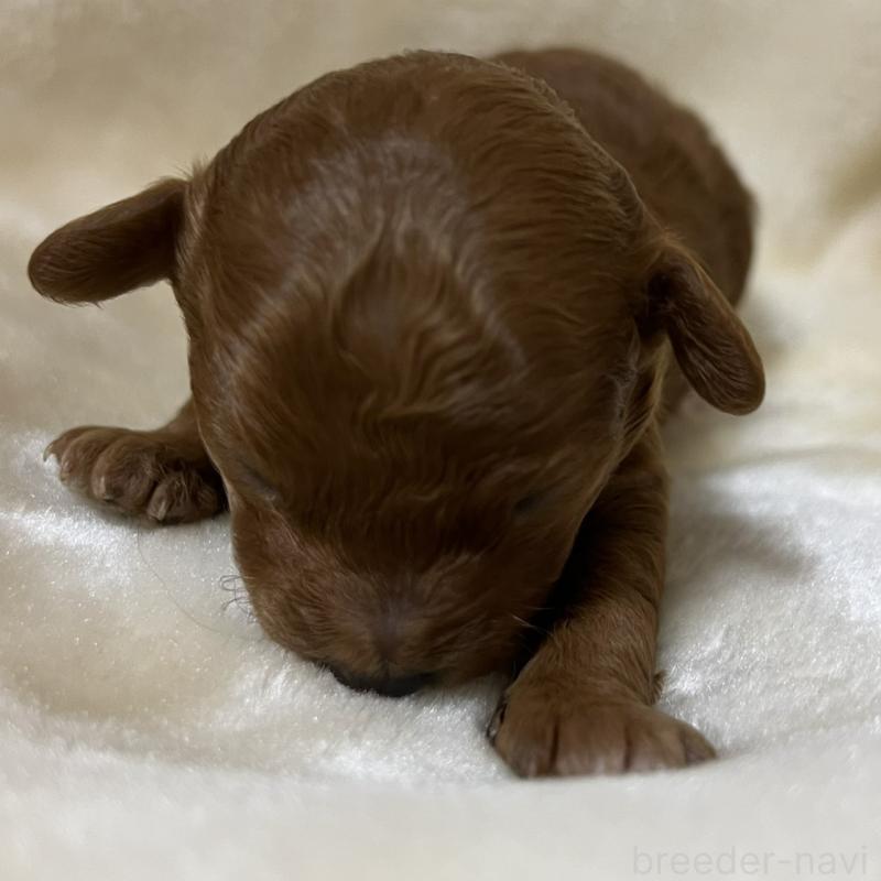 販売中の福岡県のタイニープードル-454166の10枚目