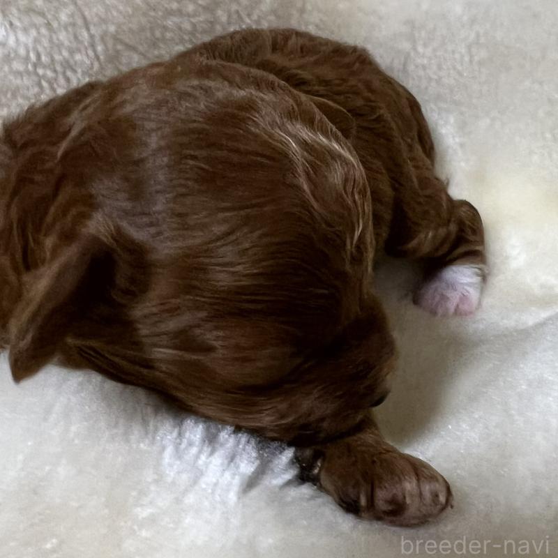 販売中の福岡県のタイニープードル-454166の8枚目