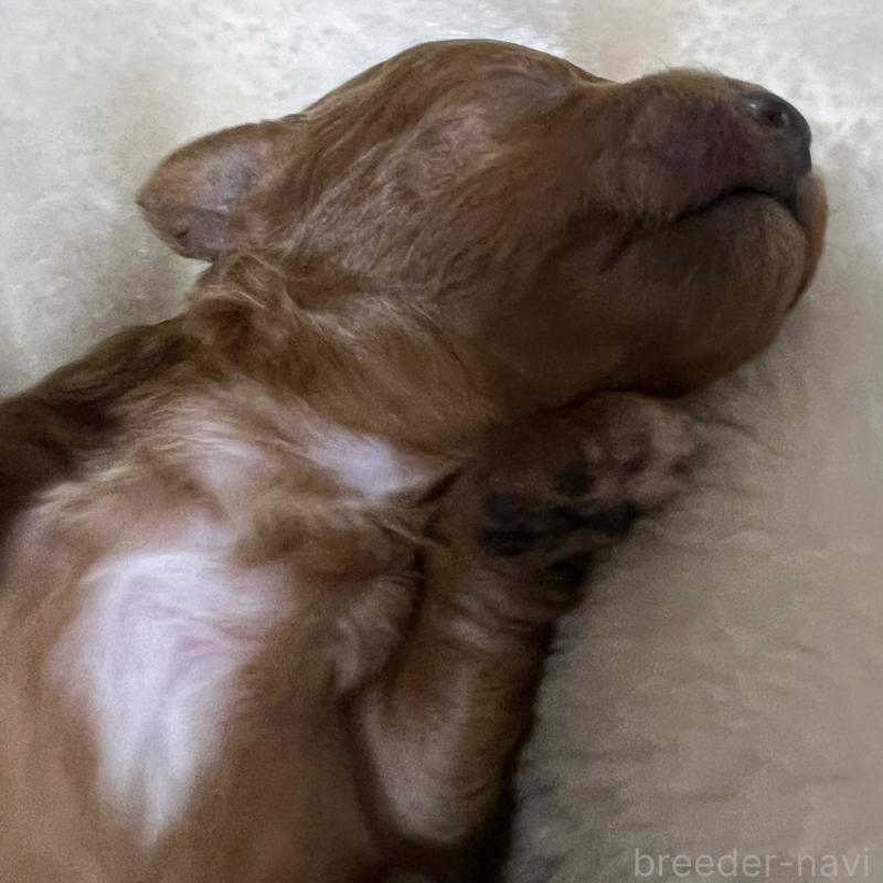 販売中の福岡県のタイニープードル-454166の7枚目