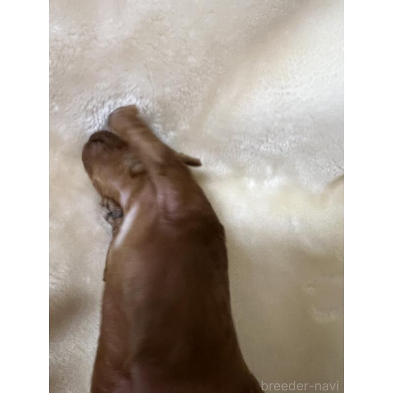 販売中の福岡県のタイニープードル-454166の6枚目