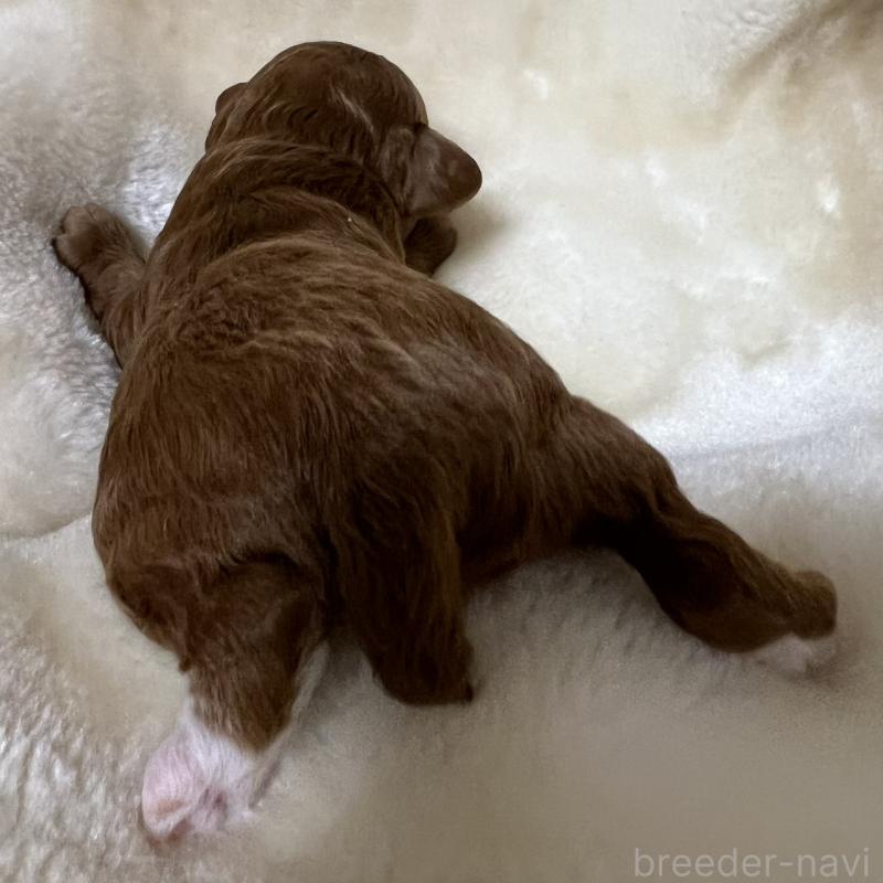 販売中の福岡県のタイニープードル-454166の5枚目