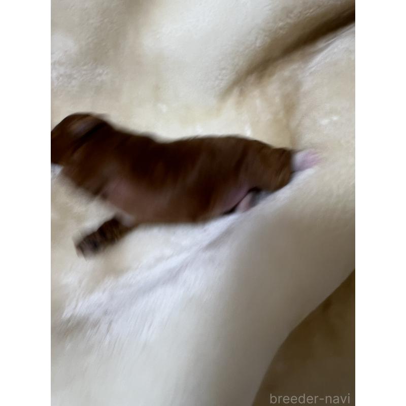 販売中の福岡県のタイニープードル-454166の4枚目