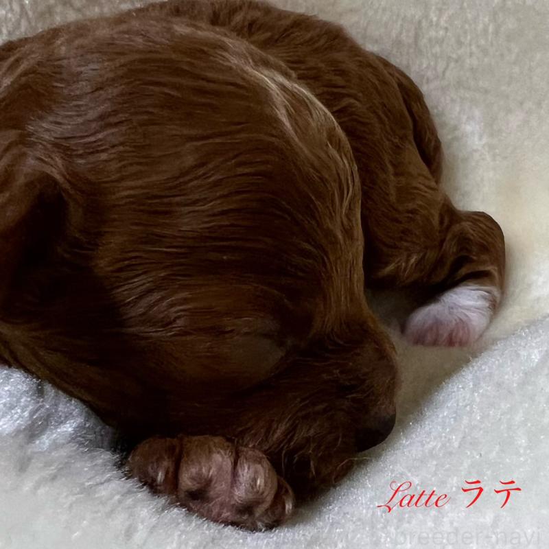 販売中の福岡県のタイニープードル-454166の3枚目