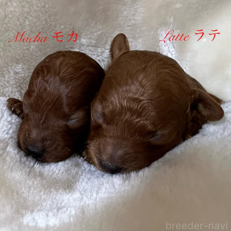 販売中の福岡県のタイニープードル-454166の2枚目