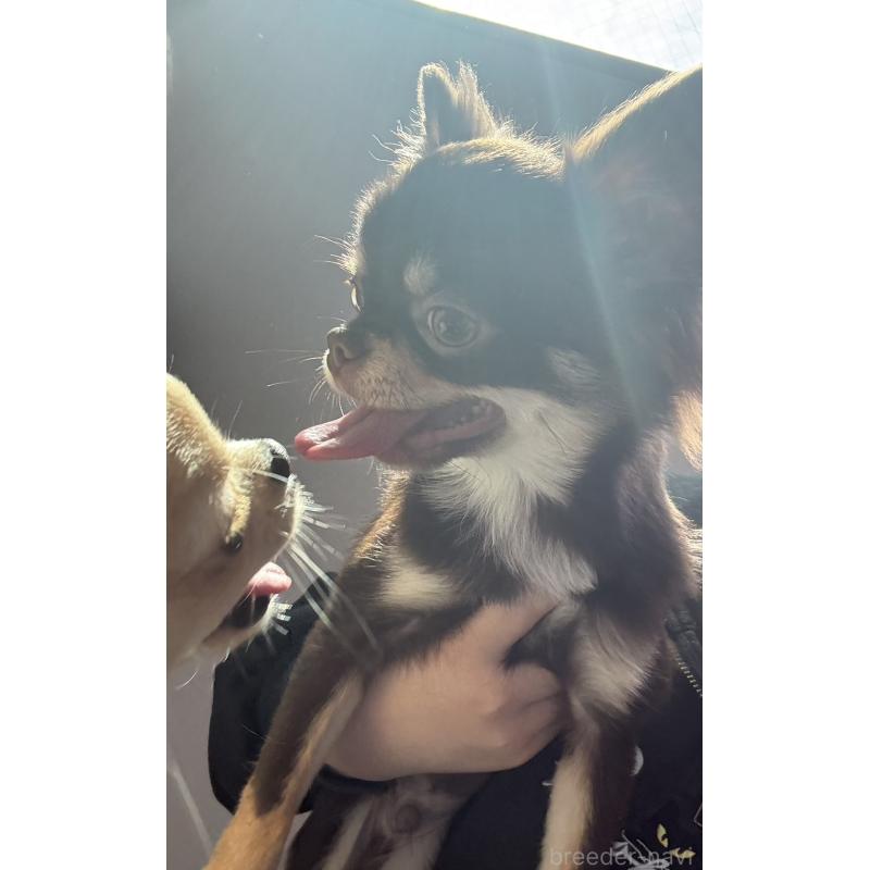 販売中の広島県のチワワ(ロングコート)-452991