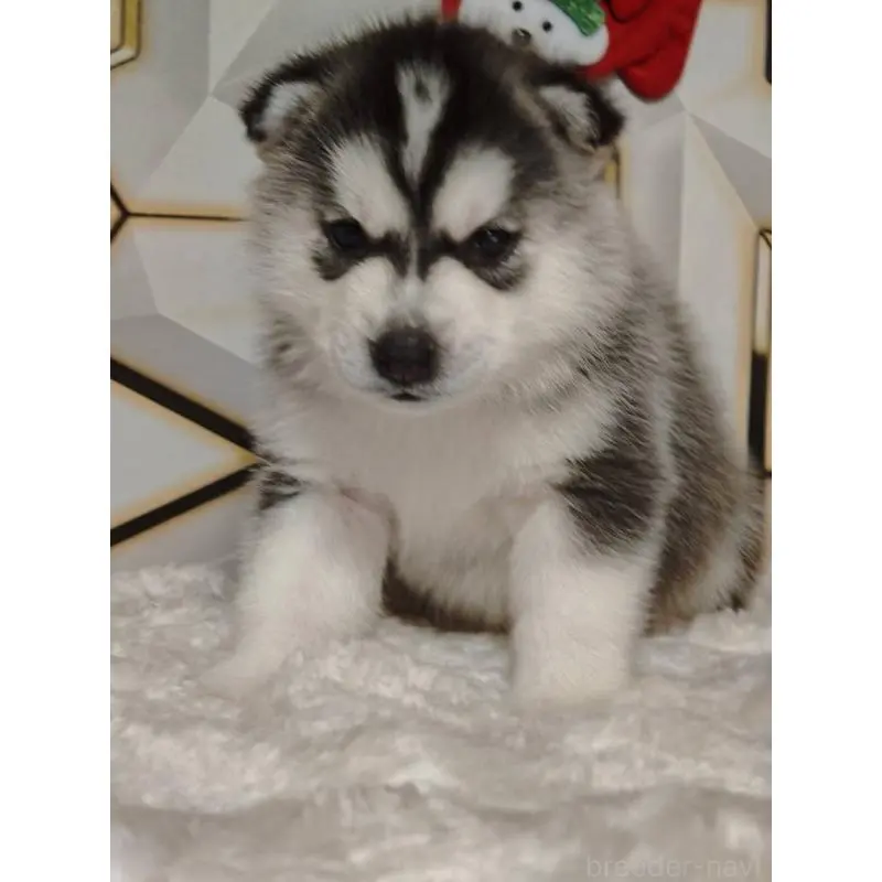 販売中の静岡県のシベリアンハスキー-454167の7枚目