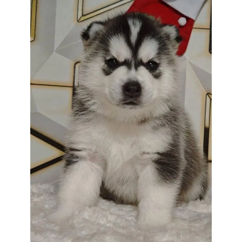 販売中の静岡県のシベリアンハスキー-454167の6枚目