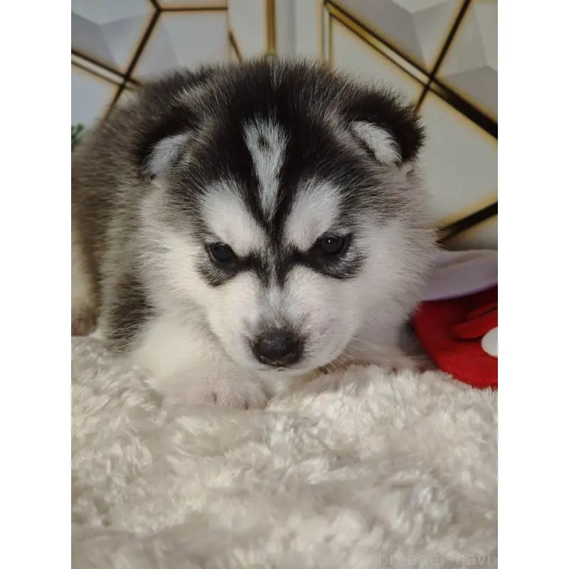 販売中の静岡県のシベリアンハスキー-454167の4枚目