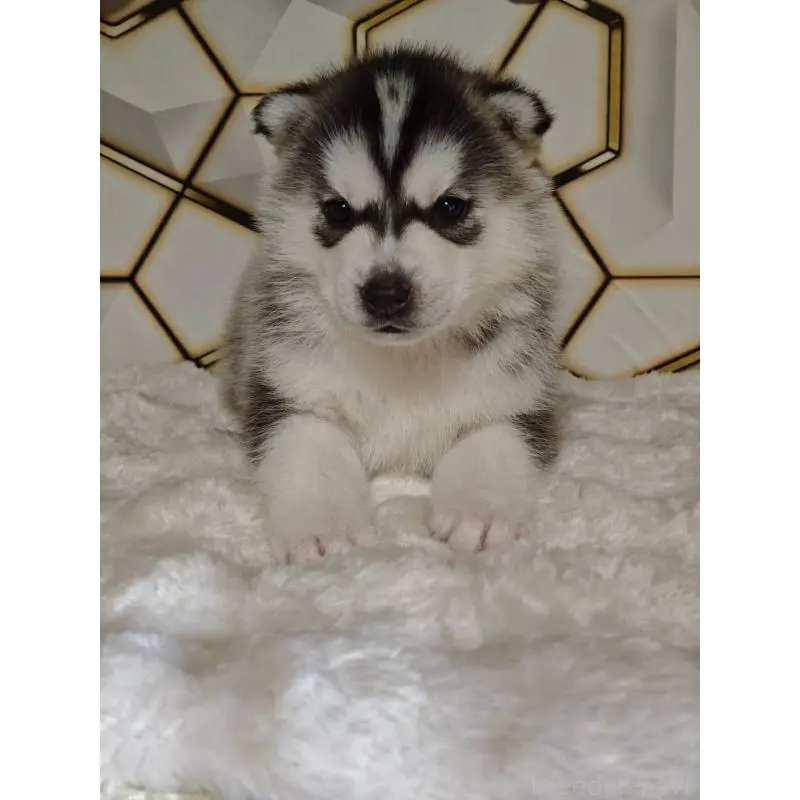 販売中の静岡県のシベリアンハスキー-454167の3枚目