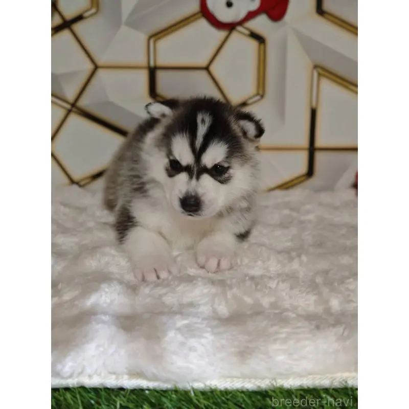 販売中の静岡県のシベリアンハスキー-454167の2枚目