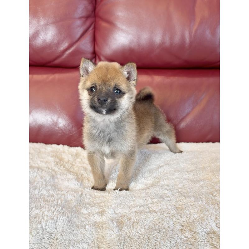 販売中の福岡県の豆柴-454168の5枚目