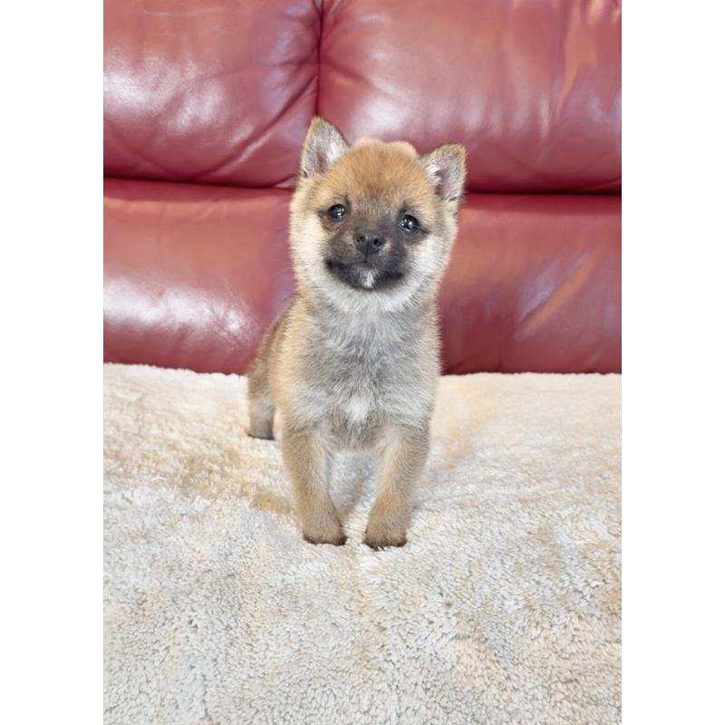 販売中の福岡県の豆柴-454168の3枚目