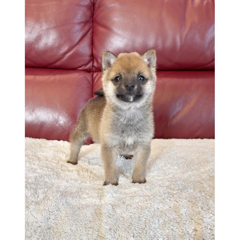 販売中の福岡県の豆柴-454168の2枚目