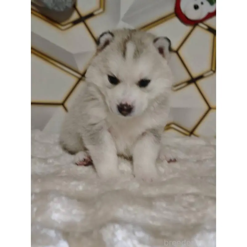 販売中の静岡県のシベリアンハスキー-454169の7枚目