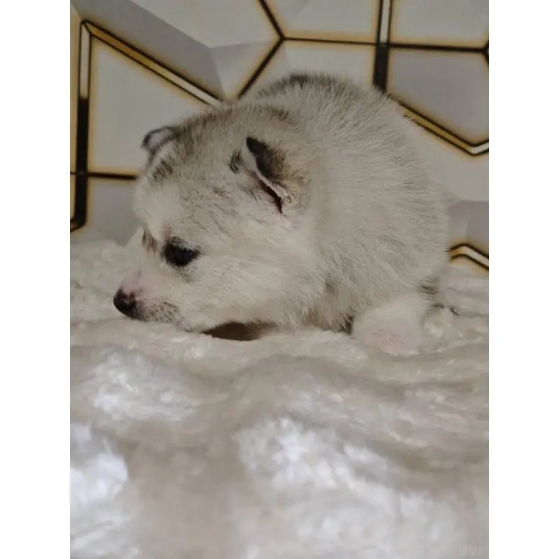 販売中の静岡県のシベリアンハスキー-454169の6枚目