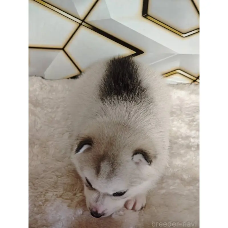 販売中の静岡県のシベリアンハスキー-454169の5枚目