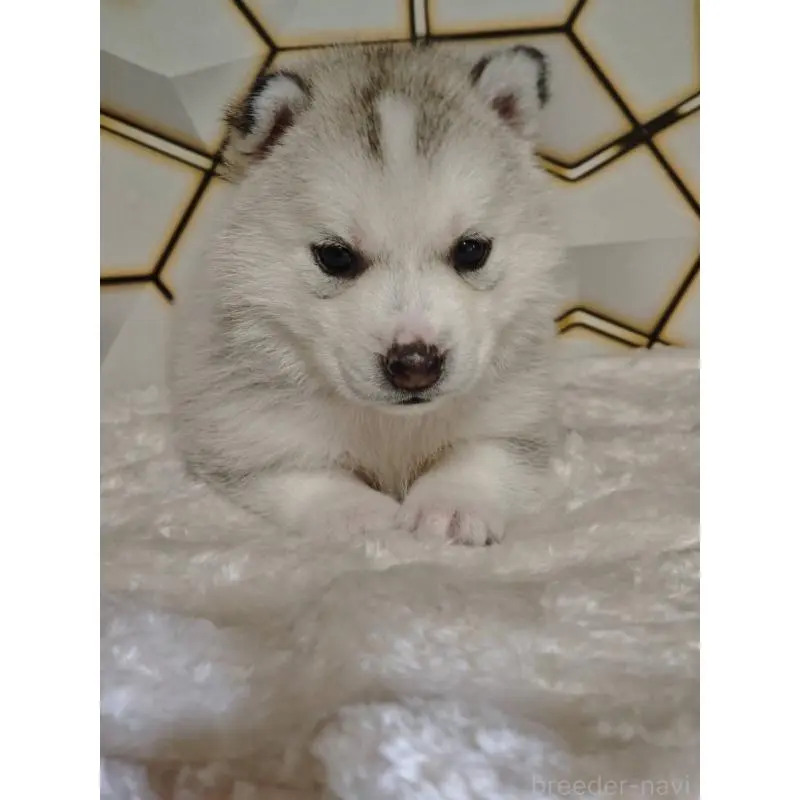 販売中の静岡県のシベリアンハスキー-454169の4枚目