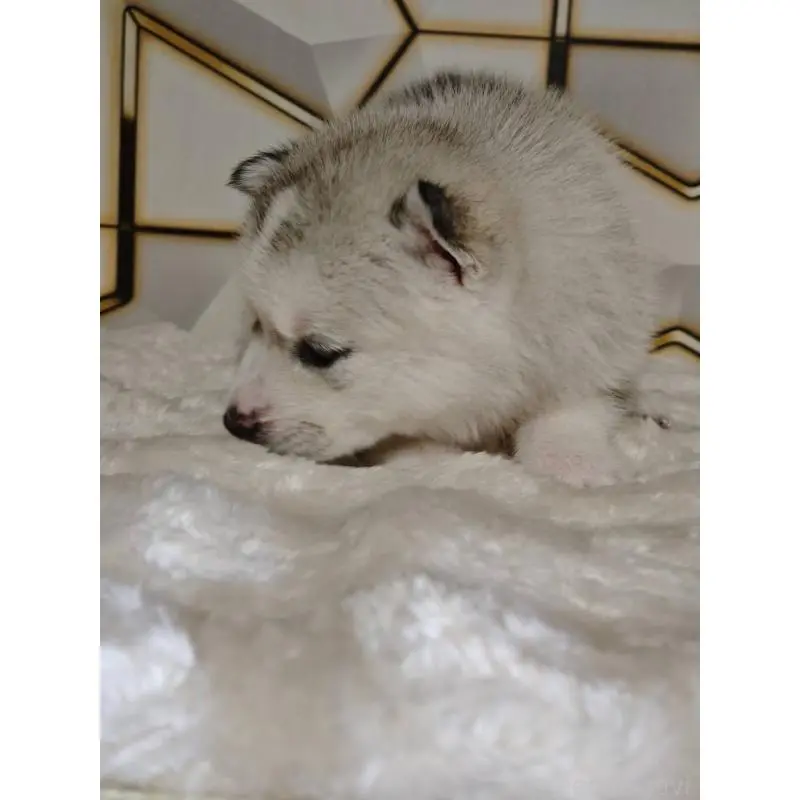 販売中の静岡県のシベリアンハスキー-454169の3枚目