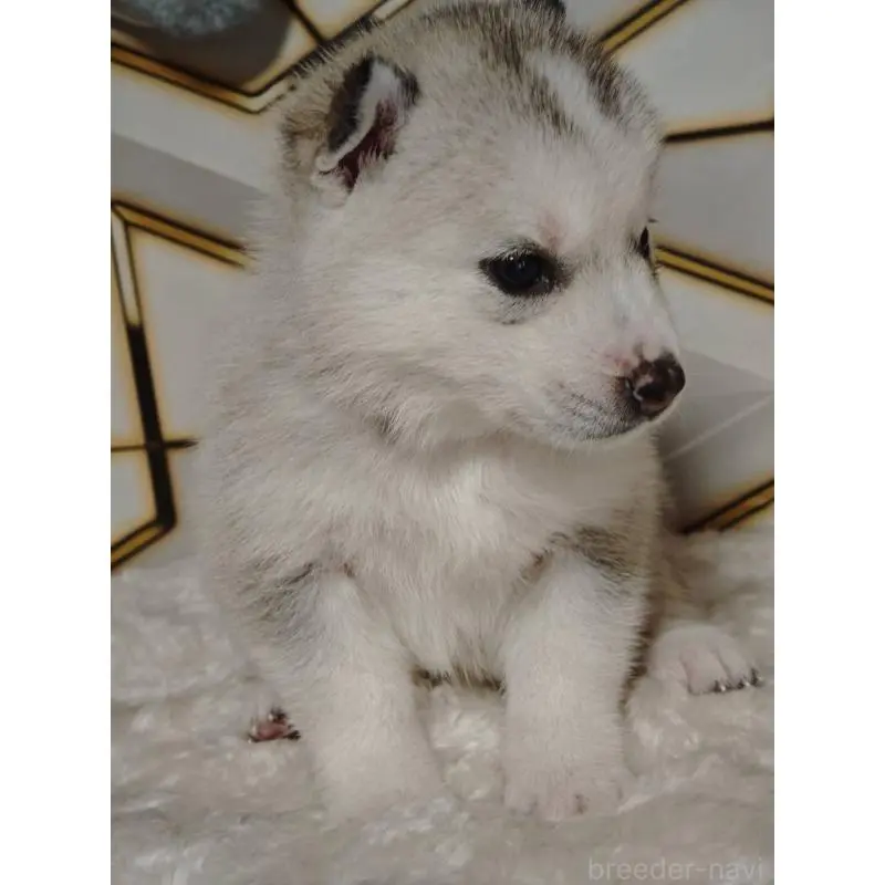 販売中の静岡県のシベリアンハスキー-454169の2枚目