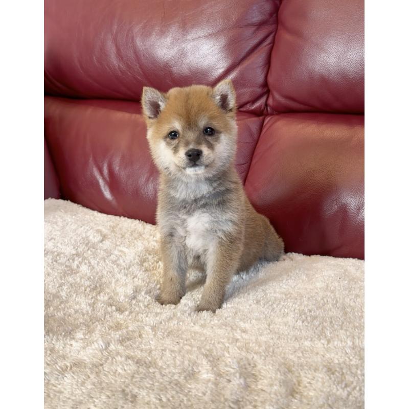 販売中の福岡県の豆柴-454170の5枚目