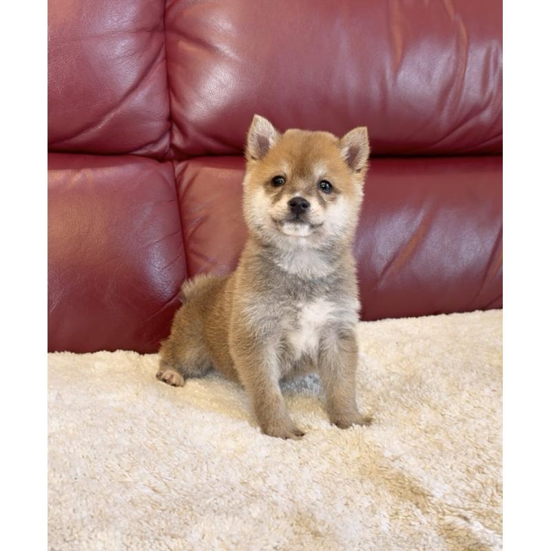 販売中の福岡県の豆柴-454170の4枚目