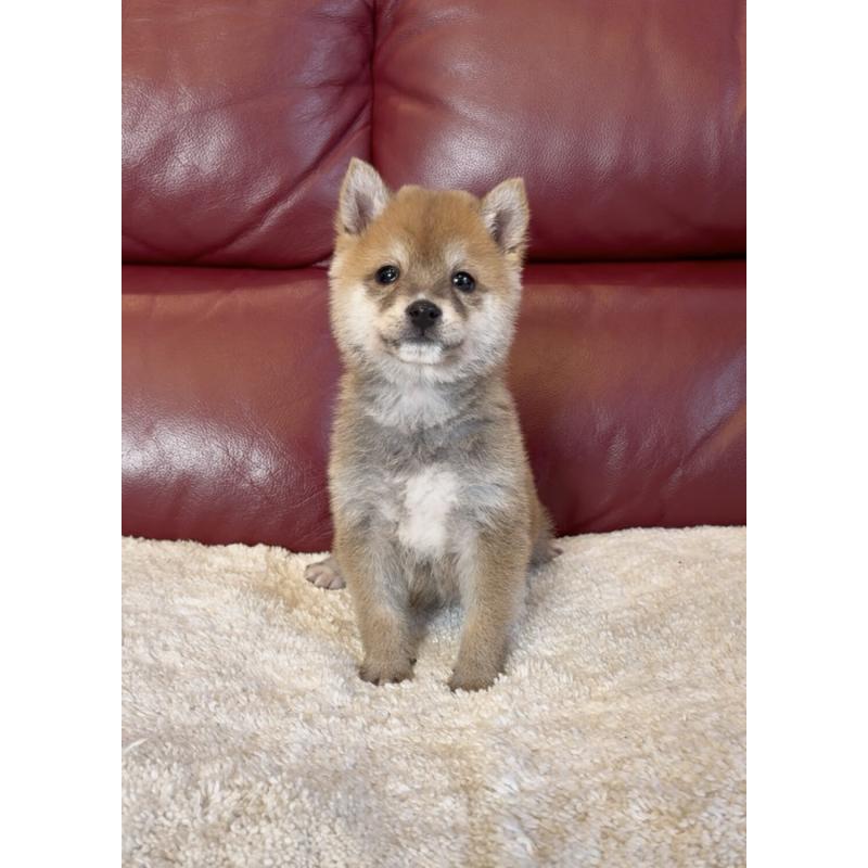 販売中の福岡県の豆柴-454170の3枚目