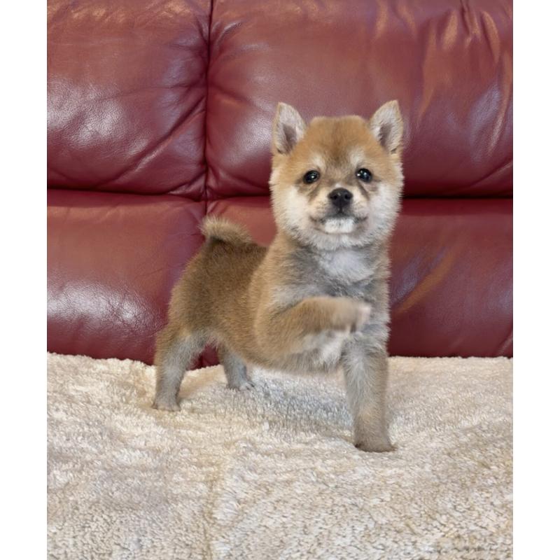 販売中の福岡県の豆柴-454170の2枚目