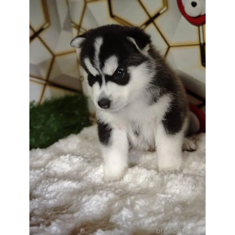 販売中の静岡県のシベリアンハスキー-454171の7枚目