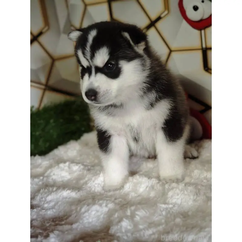 販売中の静岡県のシベリアンハスキー-454171の6枚目