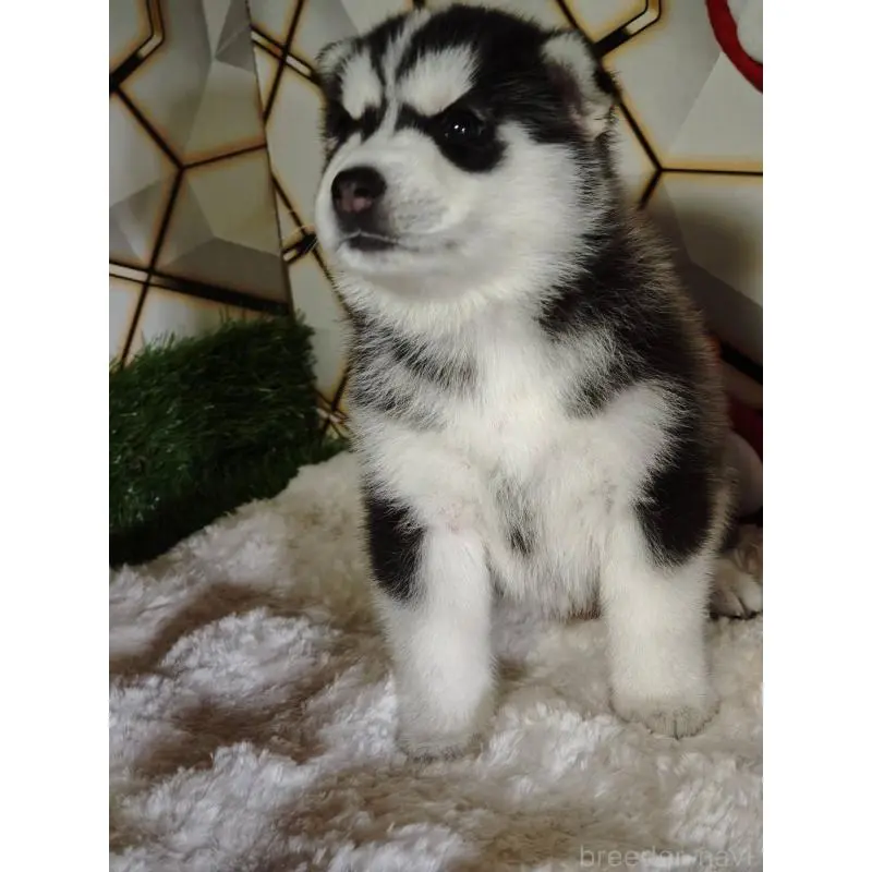 販売中の静岡県のシベリアンハスキー-454171の5枚目