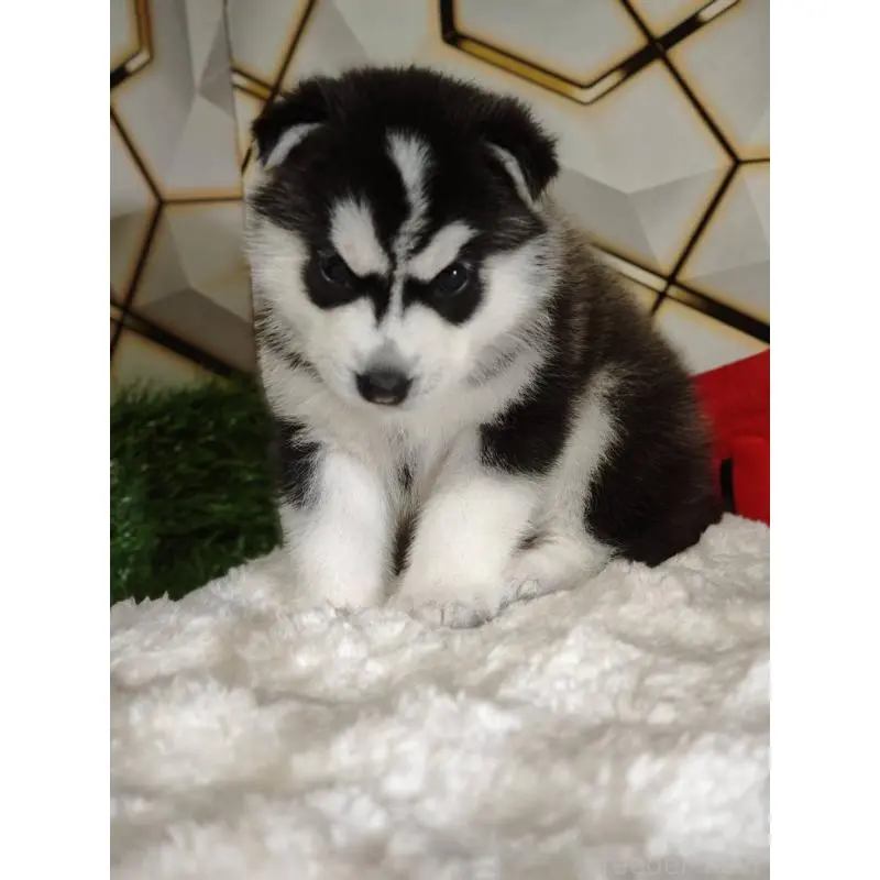 販売中の静岡県のシベリアンハスキー-454171の2枚目