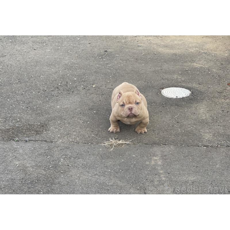 販売中の茨城県のエキゾチックブリー-442463