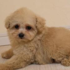 タイニープードルの子犬