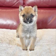 オンライン見学