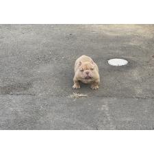 ♀︎エキゾチックブリー