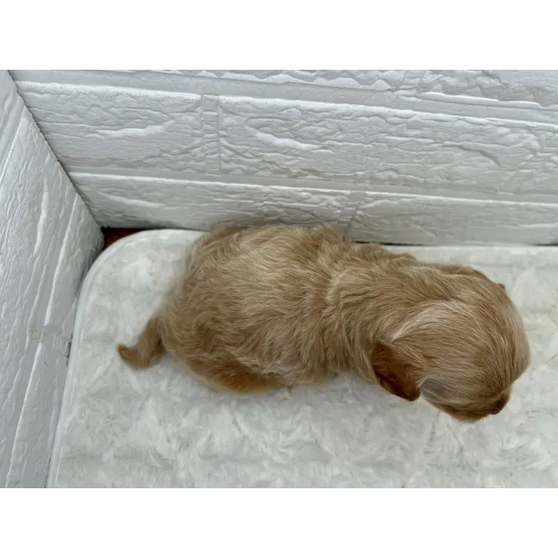 販売中の茨城県のチワプー:チワワ×トイプードル-454175の12枚目