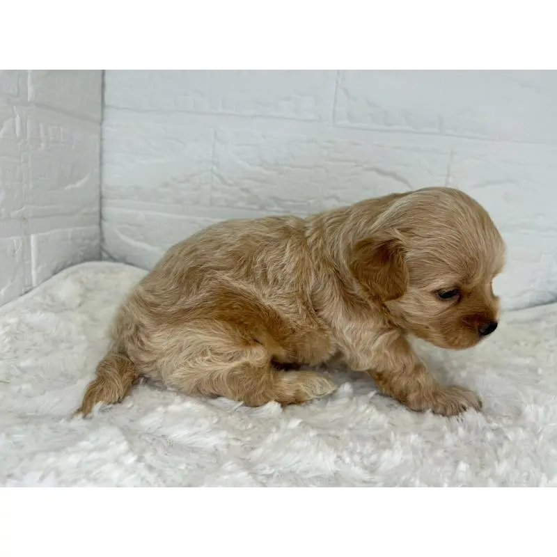 販売中の茨城県のチワプー:チワワ×トイプードル-454175の11枚目