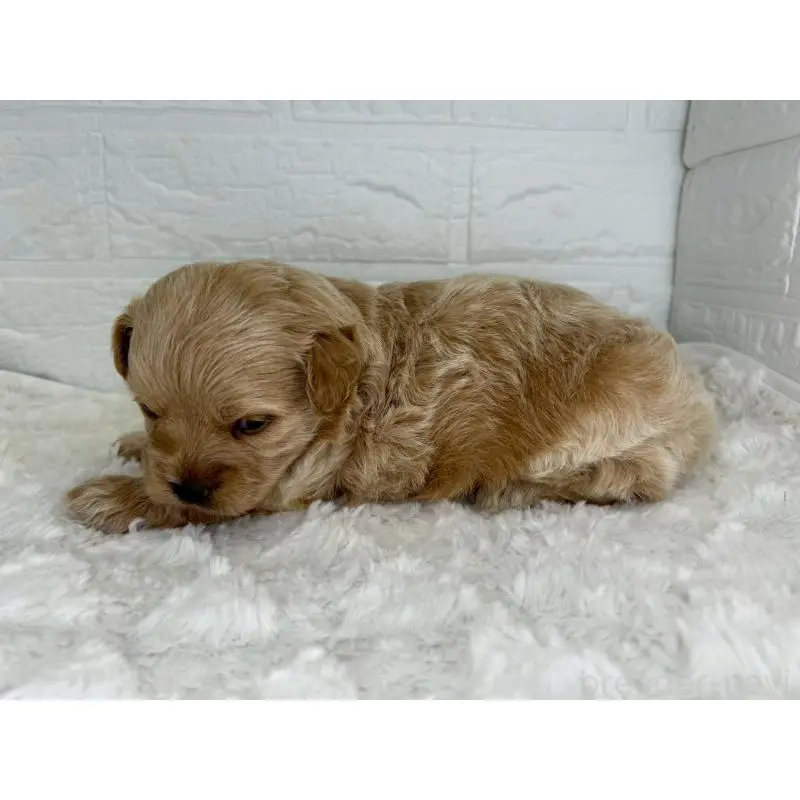 販売中の茨城県のチワプー:チワワ×トイプードル-454175の10枚目