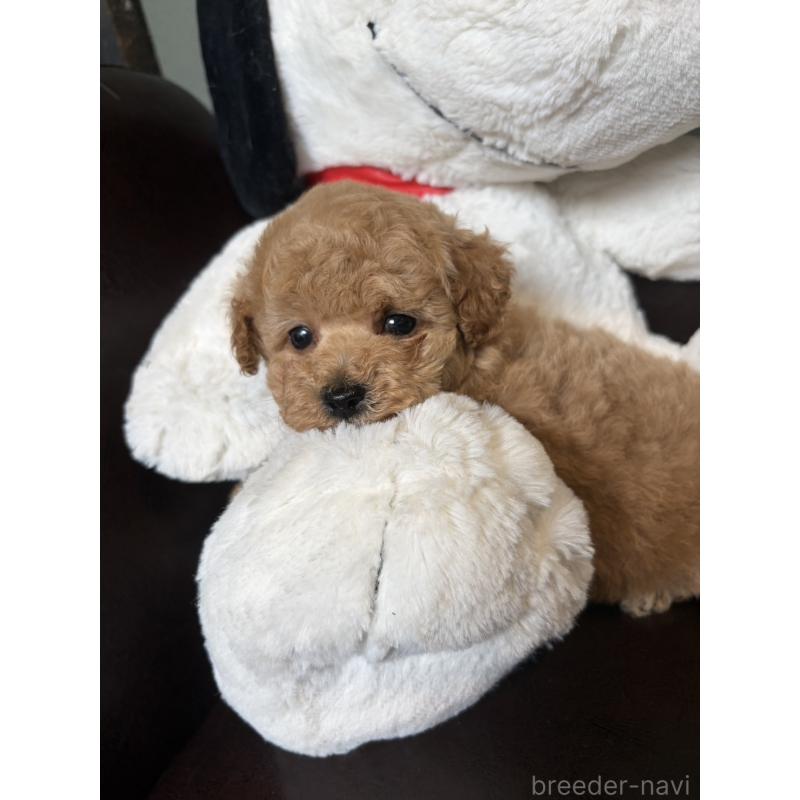 販売中の鹿児島県のタイニープードル-454177の6枚目