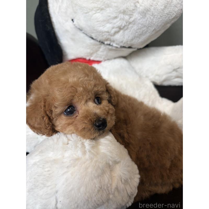 販売中の鹿児島県のタイニープードル-454177の5枚目