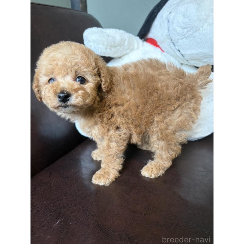 販売中の鹿児島県のタイニープードル-454177の3枚目