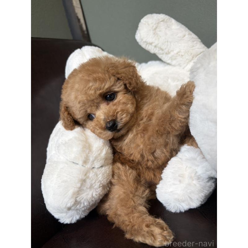 販売中の鹿児島県のタイニープードル-454177の2枚目